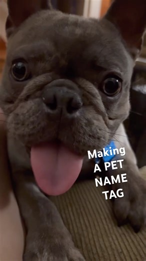 MAKING A TAG WORKS PERSONALIZED PET ID TAG MACHINE AT PETSMART & PETCO #tagworks #pettags #frenchie