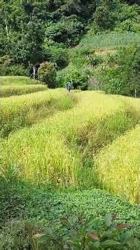pano mag alaga Ng palay