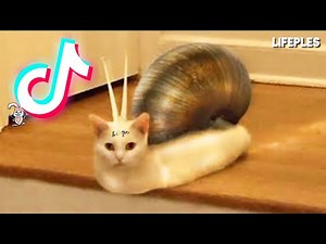 Hi My Name Is Carmen Winstead - Cursed Memes - TikTok Compilation