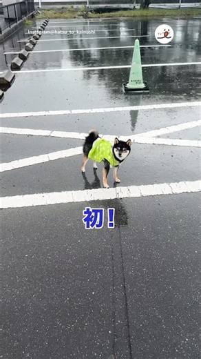 People think it's sad when I walk my dog in the rain, but… | PECO