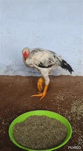kattamukku Noolan seval shortnose aseel male #aseel #aseelmurga #ayam #chicken #rooster