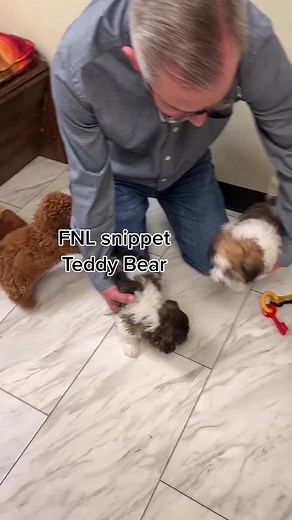 Your.New.Puppy. on TikTok