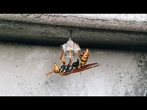 I instantly exterminated a hornet's nest that had been built on the stairs.