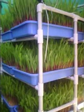 DIY Green fodder hydroponics system