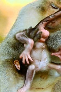 don't miss...how mother trying clean up her newborn baby monkey...? | Jane Family