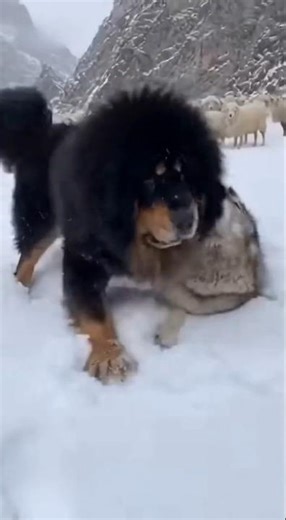 Tibetan Mastiff vs. Wolf: The Power of this Dog is insane!