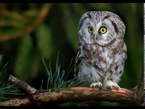 Aegolius funereus (Boreal owl) 1. Territorial calls of male