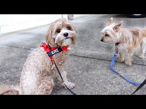 My Dog and Baby Reacts to a Visiting Dog