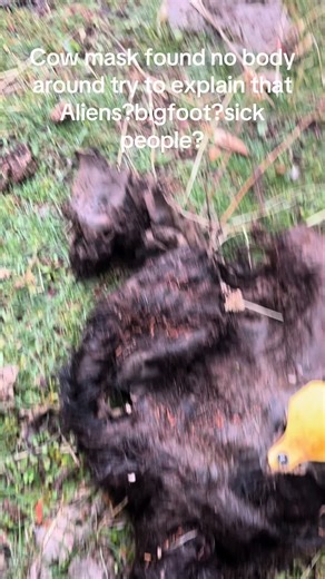 Cow Head Mask Discovery Near Hardware Ranch