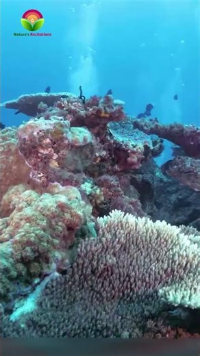 Surah Ahzab❤️| Animals in Scenic Wildlife❤️| Nature's Recitations #quran #animals #shorts #corals