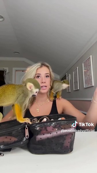 My monkeys do not affect my social life. Credit = @madlovesripley