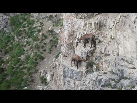 Capre Negre în Parcul Natural Bucegi
