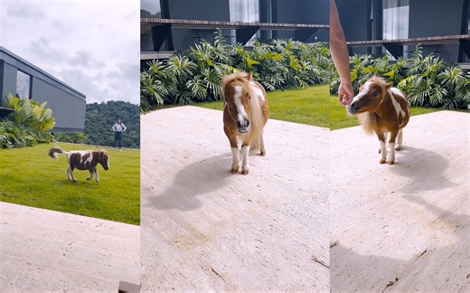 这个品种狗狗已经不多见了