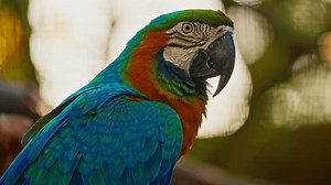 Portrait Beautiful Parrot Different Colour Closeup Stock Footage Video (100% Royalty-free) 3763692455 | Shutterstock