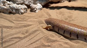 arabian desert sandfish (Scincus mitranus) buries himself in the sand