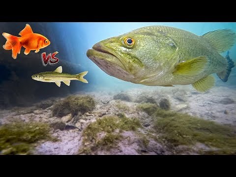Goldfish Vs. Live Minnow Bass Fishing! (LIVE BAIT Fishing Test)