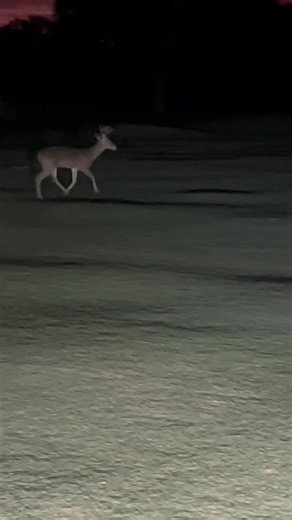 Neil Powell on Reels