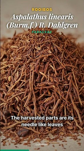 Secret of Rooibos Red Tea Benefits