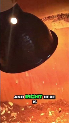 Leopard Gecko Dream Setup 😍 | Inside Godzilla’s Enclosure