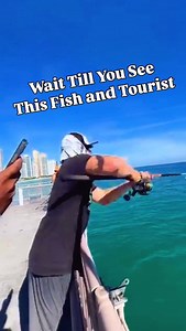 Check out the size of this Tarpon and what is the tourist doing??!! Dude- Get out of the way! @mauriluvsfishing hooked into a stud of a Tarpon that ripped drag and went out several hundred yards on the first run. Even more impressive was bowing to the king when the tarpon jumped so it would not come unhooked. After a long fight the Tarpon finally came into the pier, but not before going out for yet another run. This was a fight over inches and eventually he was able to bring it down to the beach