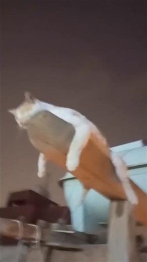 cat sleeping New motion #funny #catvideos #catshorts