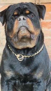 monster representing #rottweiler #trending #video #viral #shorts #dog #shortvideos #pets #love #like