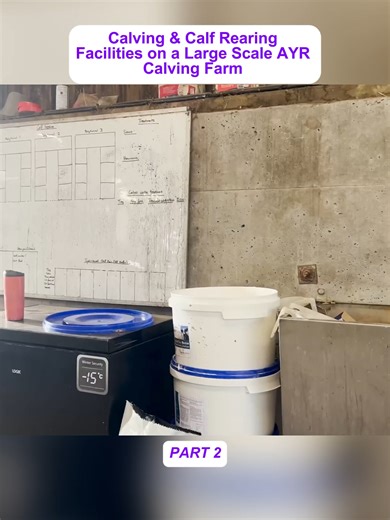 Calving & Calf Rearing Facilities on a Large Scale AYR Calving Farm part 2 #fyp #farm #farmer