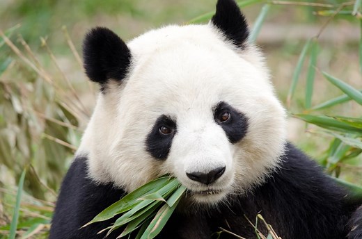 ¿Sigue el oso panda en peligro de extinción? - Datos actualizados 2025