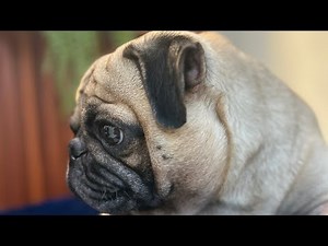 Pug dog barking!!