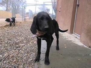 Three Plott Hound Puppies for adoption