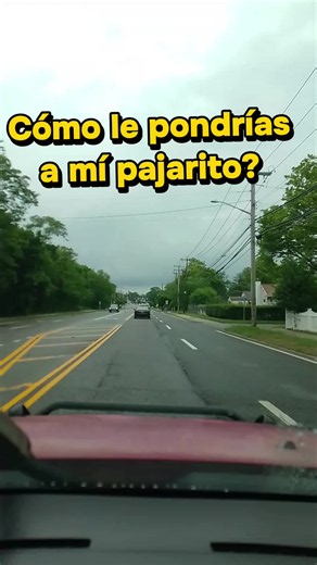 Cómo le pondrías a mi pajarito? #foryoupage #fyp #humor | Funny Vídeos