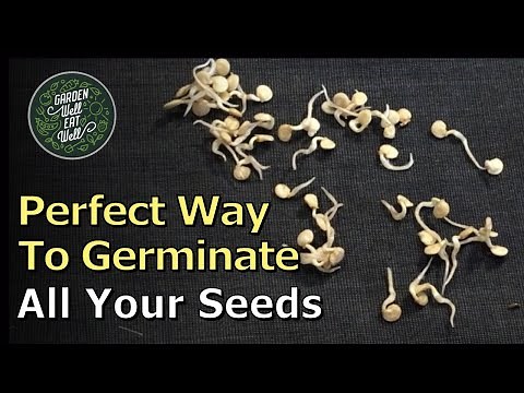 BEST Method! Germinate Your Seed In This CLOTH. HUGE Improvement Over Paper Towel Method!