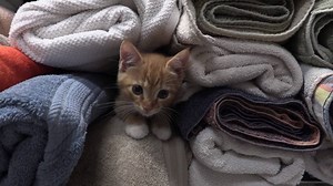 5.8K views · 131 reactions | Our campuses are FULL of kittens, and we have hundreds more in foster care waiting for their chance to find a forever home. Kitten adoptions are just $125 and include spay/neuter surgery, age-appropriate vaccinations, deworming, and a microchip, so come adopt a fuzzy bundle of joy today! | Atlanta Humane Society | Facebook