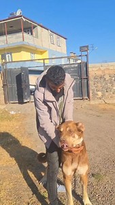 The Gray Python Has Now Returned in Full BOZ PİTON TAMAMEN DÖNMÜŞTÜR | Fırat Alkan