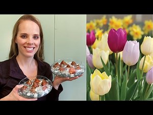 Forcing Spring Bulbs | Tulips 🌷