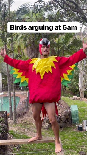 Standard bird argument #birds #arguing #loud #chirping #annoying #6am #aussie #funny | ReeseBros