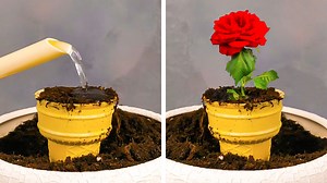 Smart growing plant hacks for your inner gardener. 💚 | 5-Minute Crafts