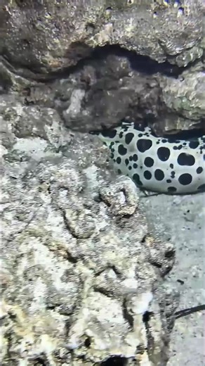 Deep sea fishing wonders #beach #fishing #fishing #eel #crab #deepsea