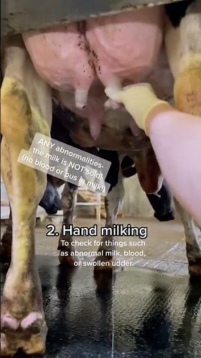 How a Cow Is Milked: A Quick Rundown of the Full Step-By-Step Process