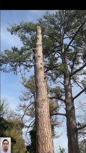 Cutting Down a Large Tree After Removing Branches 🌲⚙️