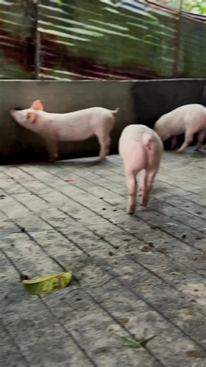 DanBred F1 gilts & Duroc boar has safely arrived in our hometown! 😊😊 #DanBred #F1 #gilts #Duroc #Boar #TheQualityYouCanTrust #WeCareWeShare | J&S Farm