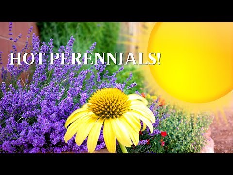 Sun & Heat Loving Perennials For Zone 8
