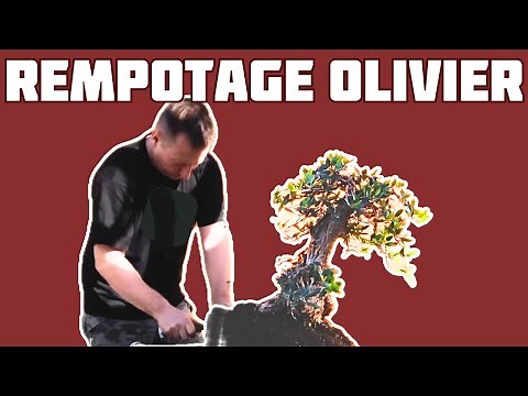 COMMENT REMPOTER UN OLIVIER BONSAÏ 🌱NEJIKAN BONSAI 🌱