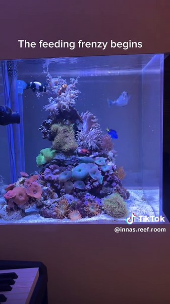 Inna’s Reef Room on TikTok