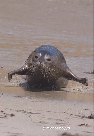 Galapagos Fur Seals: Nature's Playful Galumphing