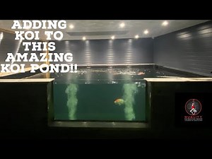 MASSIVE KOI POND!! BIG KOI GOING IN!!!
