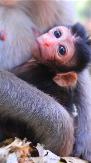 New Baby Monkey Just Born