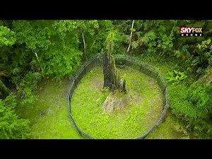 Incredible drone footage of Big Tree Park