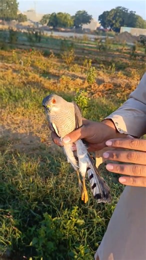 Bird Banding in Sindh: Male Shikra Released - Ring No 01