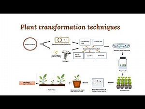Plant transformation methods
